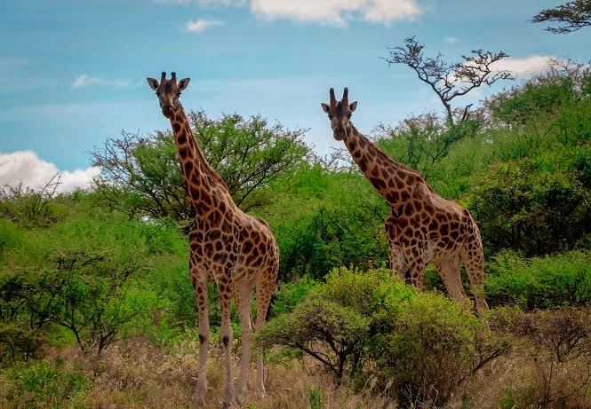 Kabarion Conservancy