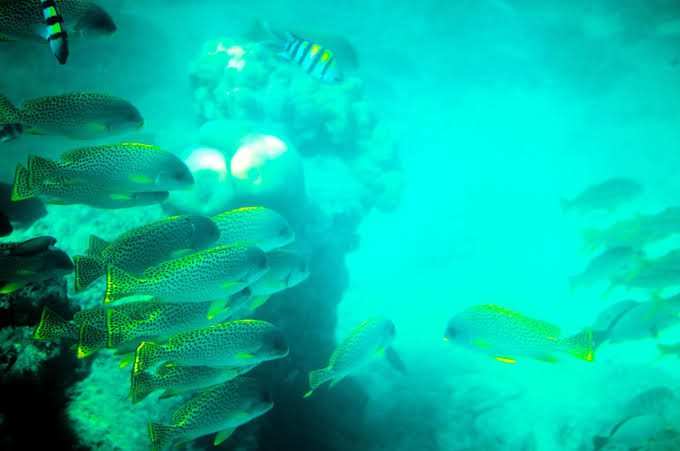 Explore Kiunga Marine Community Conservancy Lamu Kenya with Adeli Kenya Safaris