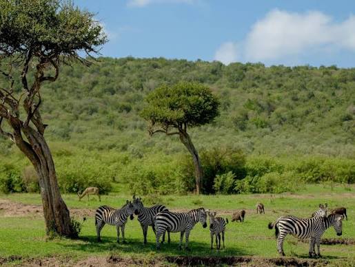 Nashulai Maasai Conservancy Masai Mara