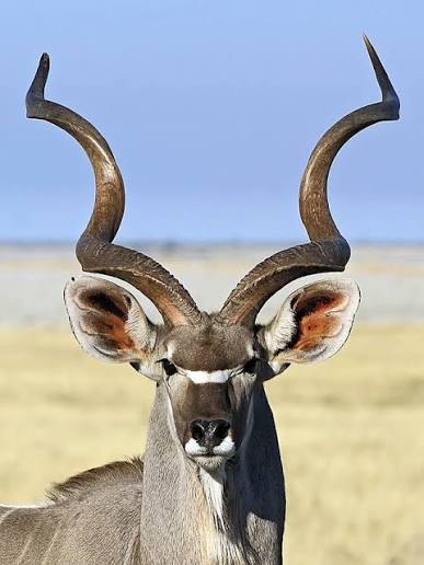 Songa Community Conservancy Marsabit Kenya