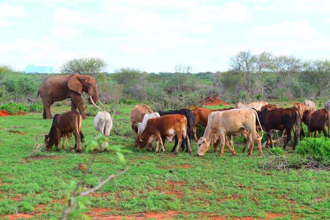 Wangala Ranch Taita Taveta Kenya - explore with Adeli Kenya Safaris