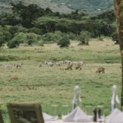 5 Nights Yoga & Safari Retreat at Entumoto Safari Camp 12 Yoga & Safari Retreat at Entumoto Safari Camp by Adeli Kenya Safaris