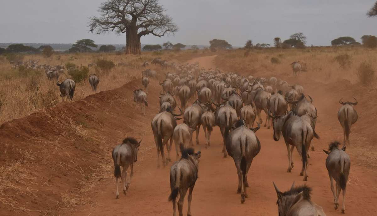 Experience a Tanzania wildebeest calving safari on a tailor-made Great migration safari to the Serengeti and Ndutu. Discover newborn calves, predators and the Great Migration.