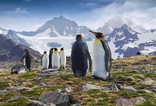 Luxury Kenya Safari Tours 2026/27 | Private, All-Inclusive Packages by Adeli Kenya Safaris 91 Antarctica South America holiday tour packages from Nairobi Kenya