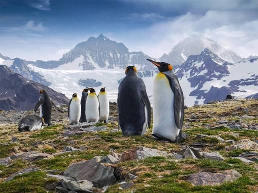 Explore Antarctica holiday packages from Kenya with Adeli Kenya Safaris. Discover expedition cruises, penguins, glaciers and tailor-made polar adventures.