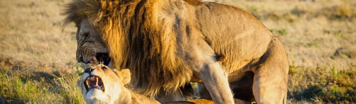 10 fascinating facts about mating in lions – ultimate Kenya safari guide by Adeli Kenya Safaris 10 fascinating facts about mating in lions - ultimate Kenya safari guide by Adeli Kenya Safaris. Adeli Kenya Safaris is an East African DMC, sustainable safari tour operator & travel agency in Kenya offering affordable Kenya Safari tours, Tanzania safaris, Across Kenya & Tanzania trips.
