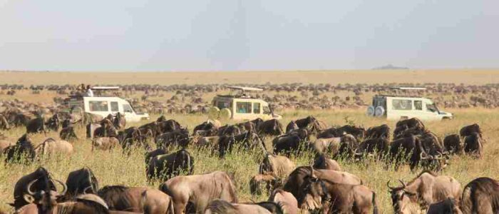 Africa Wildebeest Migration safari tours from Serengeti National Park in Tanzania and Masai Mara National Reserve  Adeli Kenya Safaris   best Africa sustainable safari tour company in Kenya.