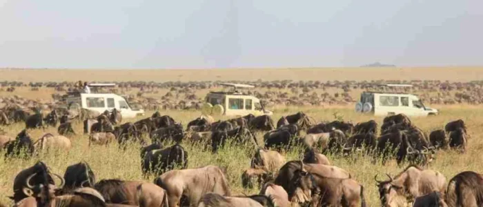 Africa Wildebeest Migration safari tours from Serengeti National Park in Tanzania and Masai Mara National Reserve Adeli Kenya Safaris best Africa sustainable safari tour company in Kenya.