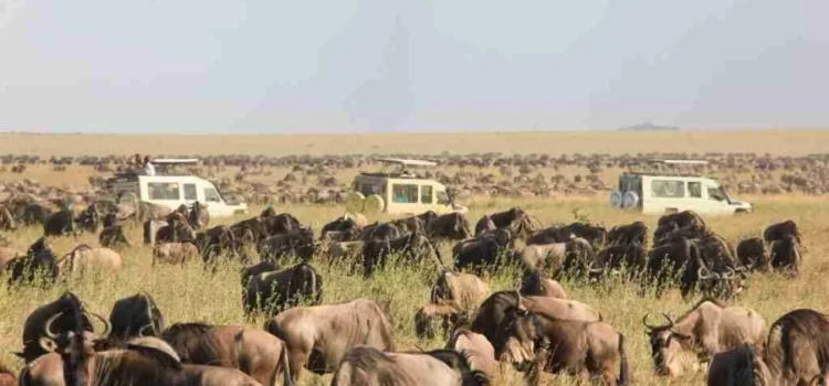 Africa Wildebeest Migration safari tours from Serengeti National Park in Tanzania and Masai Mara National Reserve Adeli Kenya Safaris best Africa sustainable safari tour company in Kenya.