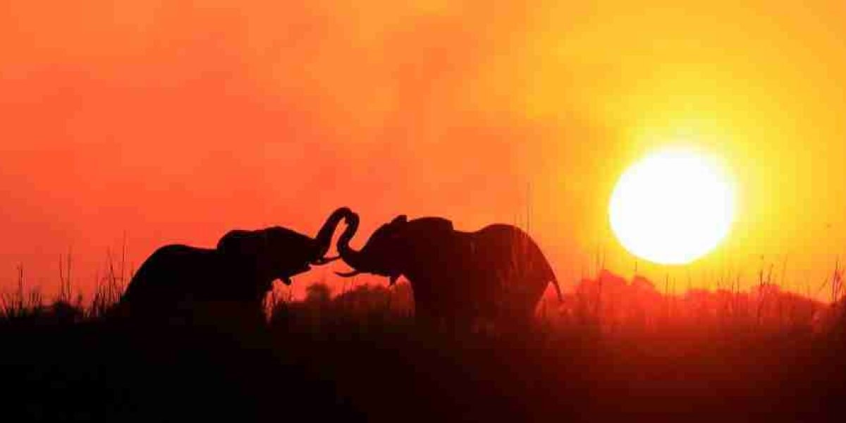 Africa photographic safari tours in Kenya and Tanzania   sunset and elephants at Amboseli National Park in Kenya  Adeli Kenya Safaris   best Africa sustainable safari tour company in Kenya.