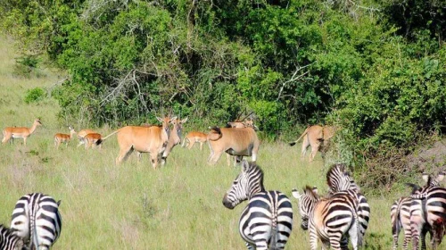 Akagera National Park Akagera National Park