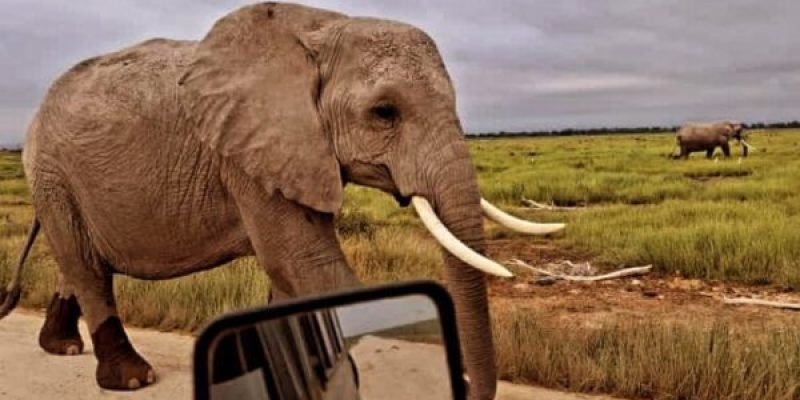 Amboseli National Park Kenya safaris by Adeli Kenya Safaris - the best Africa safari tour operator in Kenya and Tanzania