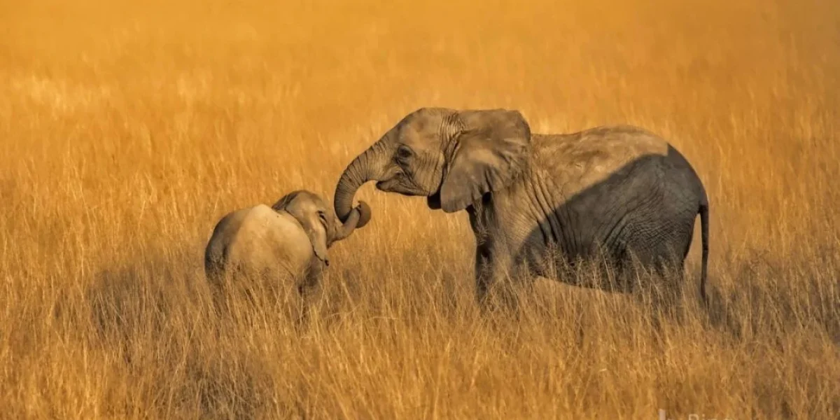 Amboseli National Park5