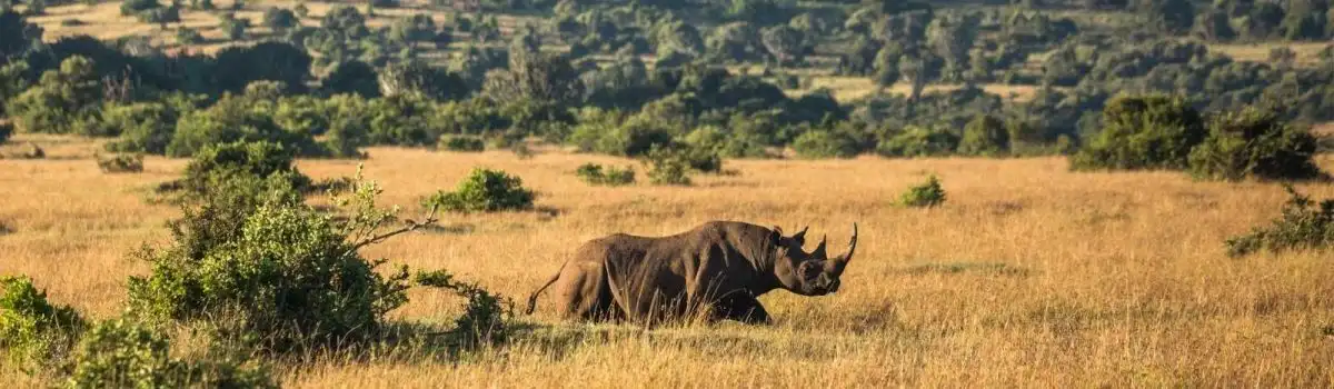 Borana Wildlife Conservancy in Kenya is a successful rhino sanctuary – explore with Adeli Kenya Safaris Borana Wildlife Conservancy in Kenya is a successful rhino sanctuary - explore with Adeli Kenya Safaris