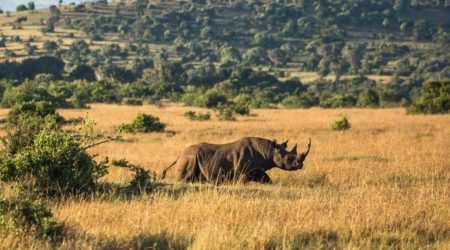Borana Wildlife Conservancy in Kenya is a successful rhino sanctuary explore with Adeli Kenya Safaris