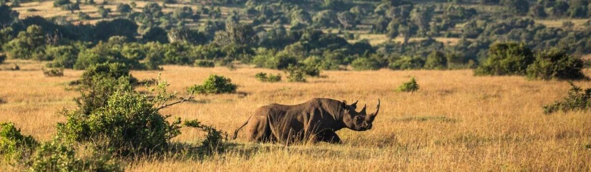 Borana Wildlife Conservancy in Kenya is a successful rhino sanctuary explore with Adeli Kenya Safaris Borana Wildlife Conservancy in Kenya is a successful rhino sanctuary explore with Adeli Kenya Safaris