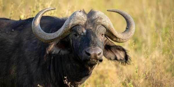 Buffalo-at-Masai-Mara-National-Reserve-in-Kenya-Book-your-Kenya-wildebeest-migration-Big-5-and-big-cat-safari-tour-packages-scaled.jpg