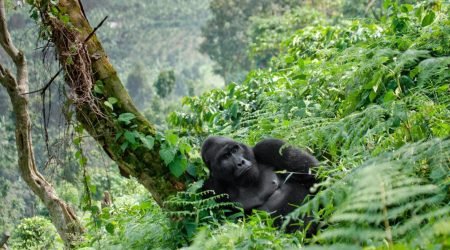 Bwindi Impenetrable National Park 3