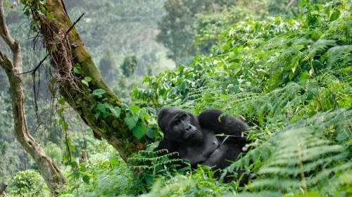 Bwindi Impenetrable National Park 3 Bwindi Impenetrable National Park 3