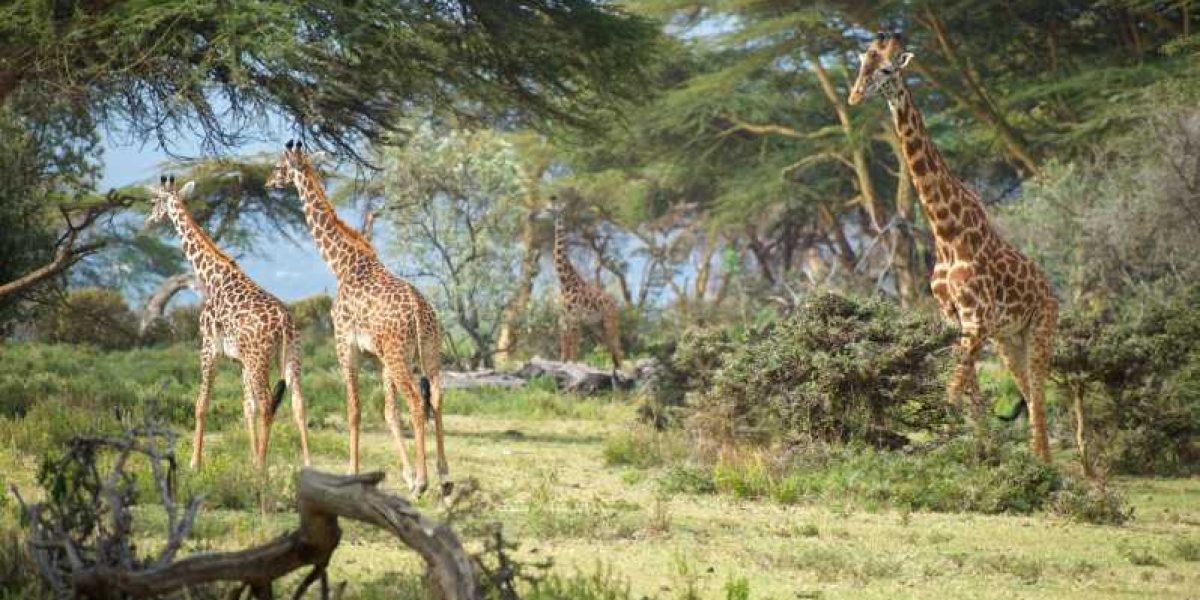 Crescent Island Game Sanctuary Lake Naivasha Kenya Adeli Kenya Safaris best safari tour companies in Kenya
