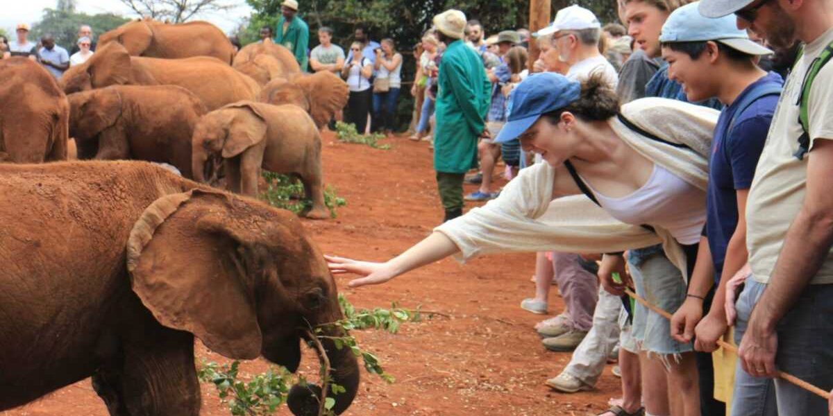 David Sheldrick Elephant Orphange Nairobi Kenya - Best things to do in Nairobi with Adeli Kenya Safaris