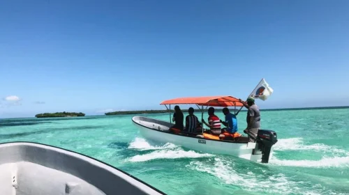 Dolphin Watching Zanzibar Dolphin Watching Zanzibar