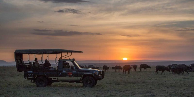 Elephant-Pepper-Camp---game-drive---buffalo