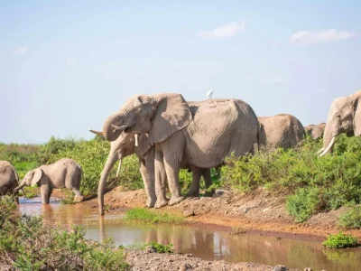 Elephants at Amboseli National Park in Kenya book luxury africa kenya safaris with Adeli Kenya Safaris best Africa safari tour operator travel agency in kenya scaled
