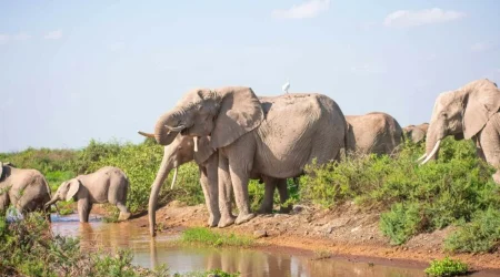 Elephants at Amboseli National Park in Kenya book luxury africa kenya safaris with Adeli Kenya Safaris best Africa safari tour operator travel agency in kenya scaled