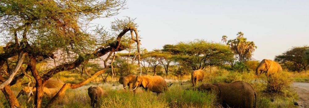 Elephants scaled Elephants scaled