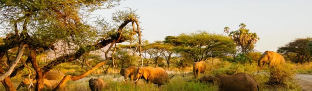 Elephants scaled