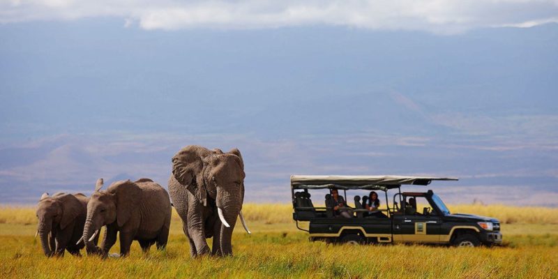 Elewana Tortilis Camp Amboseli National Park habituated-elephant-herds