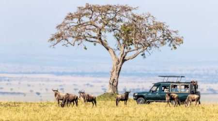 Enonkishu Conservancy Masai Mara Kenya explore with Adeli Kenya Safaris Enonkishu Conservancy Masai Mara Kenya explore with Adeli Kenya Safaris