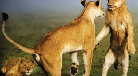 Explore Mara North Conservancy Masai Mara National Reserve and see beig Cats Big 5 with Adeli Kenya Safaris Explore Mara North Conservancy Masai Mara National Reserve and see beig Cats Big 5 with Adeli Kenya Safaris