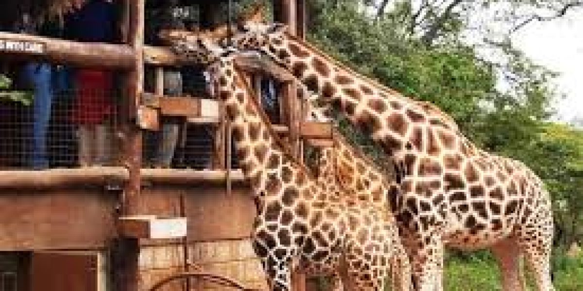 Giraffe Centre Nairobi Kenya - Best things to do in Nairobi with Adeli Kenya Safaris