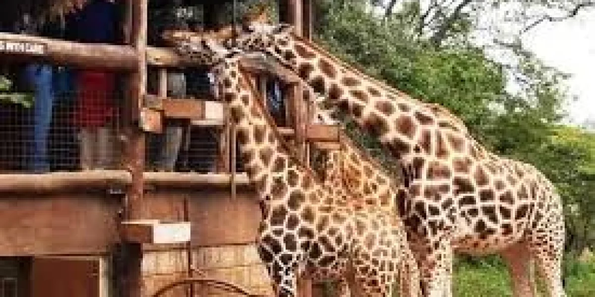 Giraffe Centre Nairobi Kenya Best things to do in Nairobi with Adeli Kenya Safaris