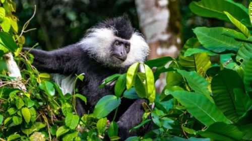 Gishwati Mukura National Park Rwanda explore with Adeli Kenya Safaris Gishwati Mukura National Park Rwanda explore with Adeli Kenya Safaris