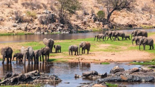 Herds of elephants at Ruaha National Park Tanzania Explore Tanzania Southern Safari Circuit with Adeli Kenya Safaris Herds of elephants at Ruaha National Park Tanzania Explore Tanzania Southern Safari Circuit with Adeli Kenya Safaris
