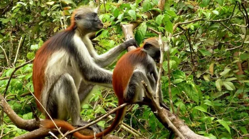 Jozani forest tour zanzibar Jozani forest tour zanzibar