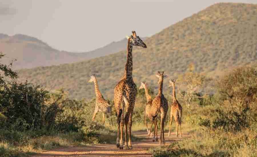 Kenya Family safaris Finch Hattons Luxury Tented Camp Tsavo West National Park Africa Kenya Safaris Limited (1)