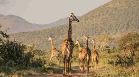 Kenya Family safaris Finch Hattons Luxury Tented Camp Tsavo West National Park Africa Kenya Safaris Limited (1) Kenya Family safaris Finch Hattons Luxury Tented Camp Tsavo West National Park Africa Kenya Safaris Limited (1)