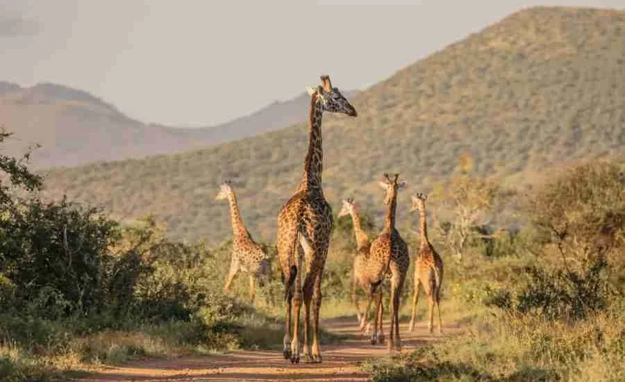 Kenya Family safaris Finch Hattons Luxury Tented Camp Tsavo West National Park Africa Kenya Safaris Limited (1)