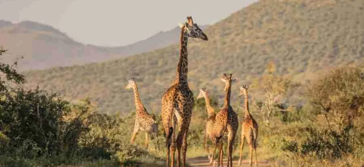 Kenya Family safaris Finch Hattons Luxury Tented Camp Tsavo West National Park Africa Kenya Safaris Limited (1)