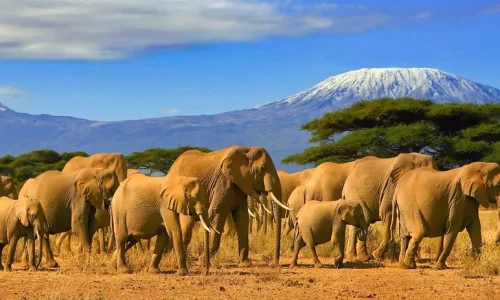 Kenya photographic safaris   Amboseli National Park   Adeli Kenya Safaris   best Africa sustainable safari tour company in Kenya