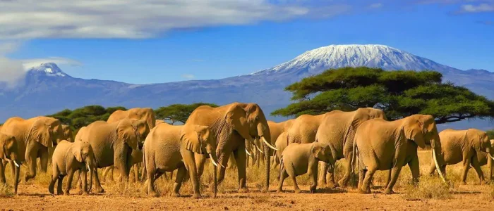 Kenya photographic safaris   Amboseli National Park   Adeli Kenya Safaris   best Africa sustainable safari tour company in Kenya