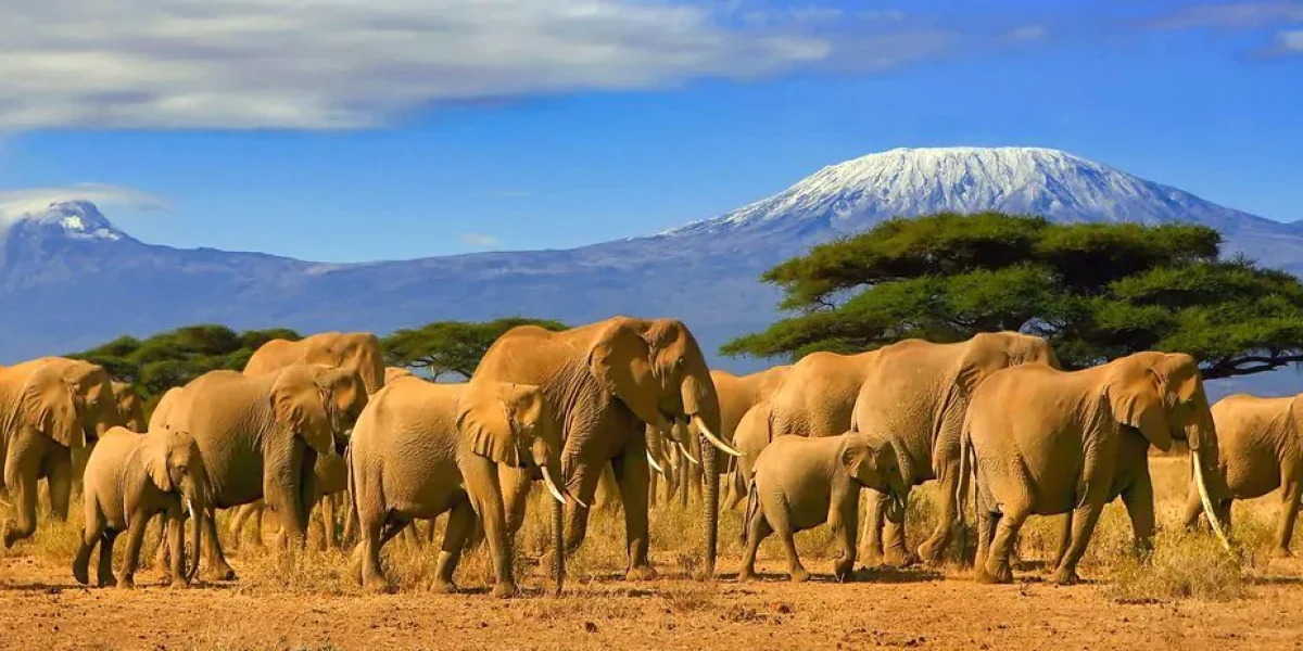 Kenya photographic safaris   Amboseli National Park   Adeli Kenya Safaris   best Africa sustainable safari tour company in Kenya