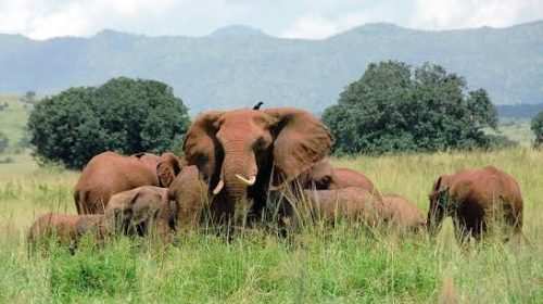 Kidepo Valley National Park Uganda book with Adeli Kenya Safaris Kidepo Valley National Park Uganda book with Adeli Kenya Safaris