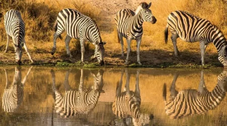 Kigio Wildlife Conservancy Gilgil Kenya explore with Adeli Kenya Safaris Kigio Wildlife Conservancy Gilgil Kenya explore with Adeli Kenya Safaris