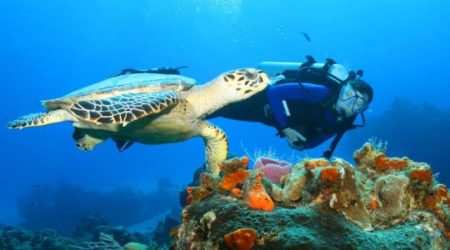 Kisite Mpunguti Marine Park swim with dolphins book with Adeli Kenya Safaris Kisite Mpunguti Marine Park swim with dolphins book with Adeli Kenya Safaris