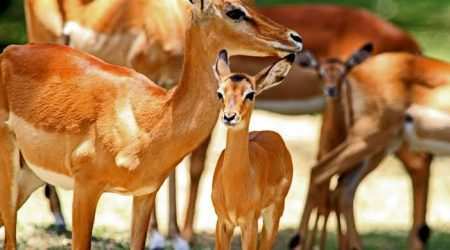 Kisumu Impala Sanctuary explore with Adeli Kenya Safaris Kisumu Impala Sanctuary explore with Adeli Kenya Safaris